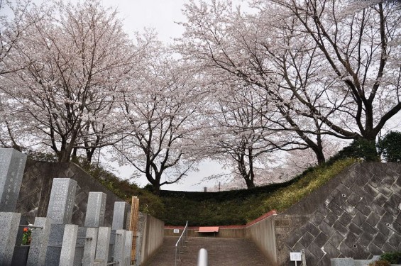 20140402　埼玉県東松山市　森林公園昭和浄苑　桜満開DSC_0631