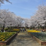 20140331 埼玉県伊奈町小針新宿 西光寺 桜満開DSC_0128