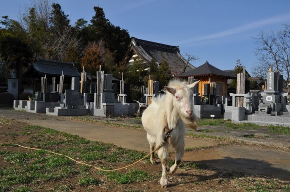 20140331 埼玉県蓮田市閏戸 秀源寺 桜満開DSC_0019