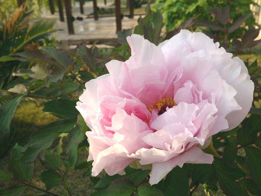 芍薬 と シャクナゲ