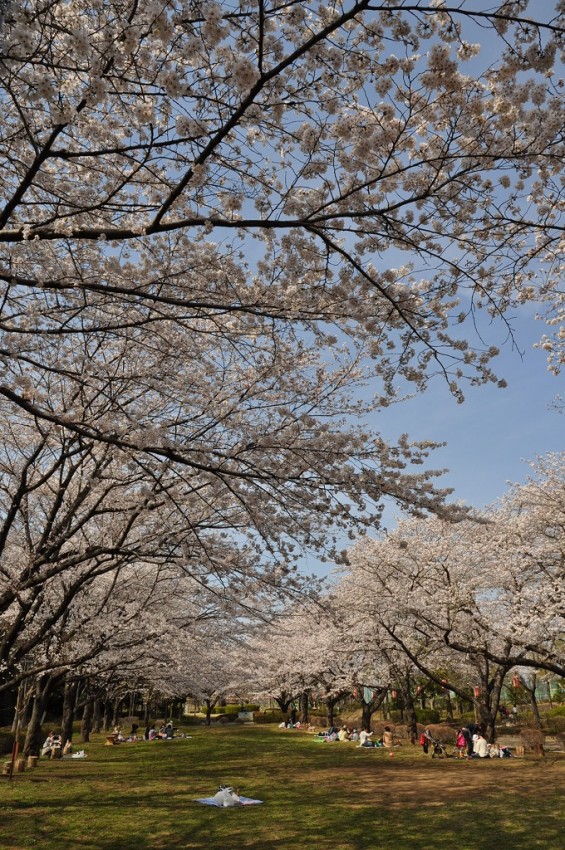 20140331 埼玉県伊奈町小針新宿 西光寺 桜満開DSC_0123