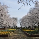 20140331 埼玉県伊奈町小針新宿 西光寺 桜満開DSC_0124