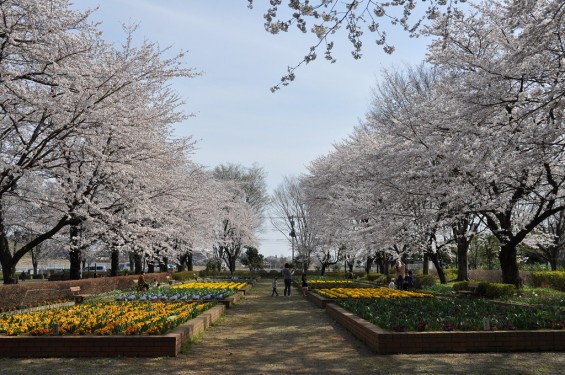 20140331 埼玉県伊奈町小針新宿 西光寺 桜満開DSC_0124