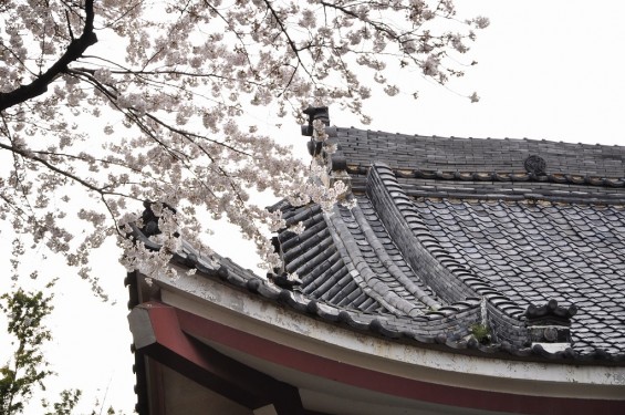 20140331 埼玉県伊奈町小針新宿 西光寺 桜満開 DSC_0195