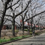 20140331 埼玉県伊奈町小針新宿 西光寺 桜満開DSC_0134