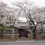 20140331 埼玉県伊奈町小針新宿 西光寺 桜満開 DSC_0209