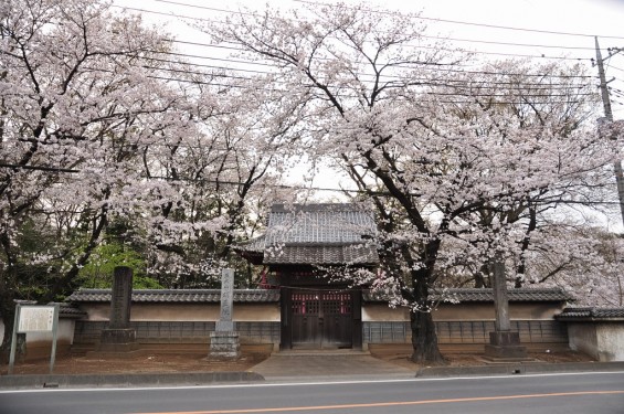 20140331 埼玉県桶川市倉田 明星院 門 塀 桜満開 DSC_0209