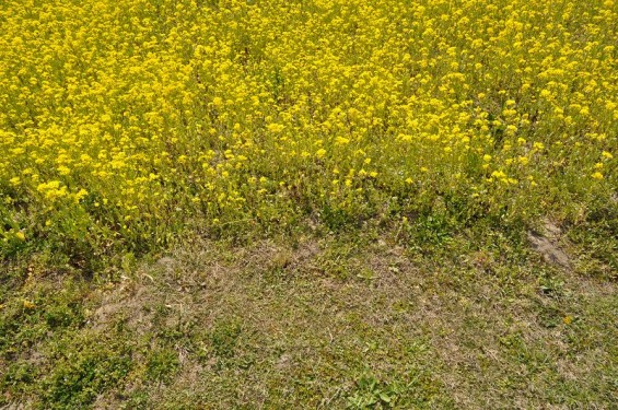 一面の菜の花が綺麗でした！埼玉県比企郡吉見町　吉見総合運動公園DSC_0204