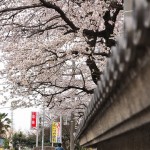 20140331 埼玉県伊奈町小針新宿 西光寺 桜満開 DSC_0221