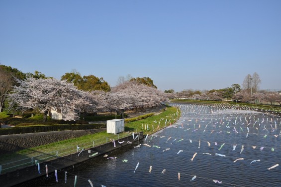 群馬県館林市の「こいのぼりの里まつり」DSC_0105