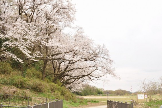 20140402　埼玉県北本市　桜堤（桜土手）の満開の桜 天神下公園DSC_0546