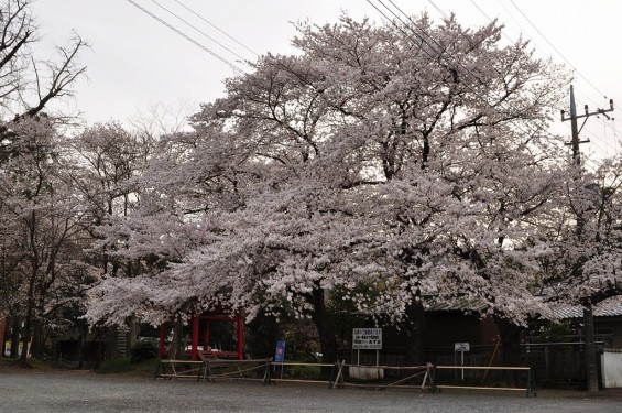 20140331 埼玉県伊奈町小針新宿 西光寺 桜満開 DSC_0163