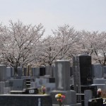 20140401　埼玉県上尾市藤波　上尾靈園の桜が満開DSC_0079