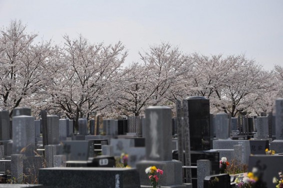 20140401　埼玉県上尾市藤波　上尾靈園の桜が満開DSC_0079