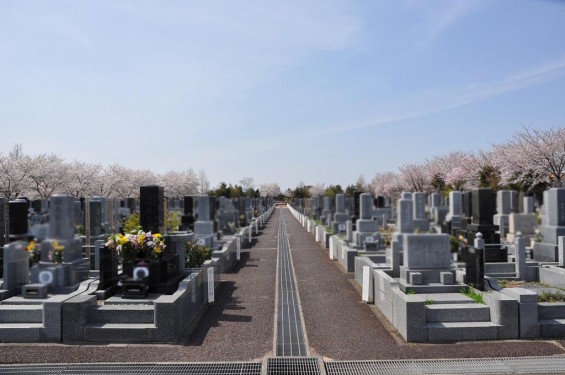 20140401　埼玉県上尾市藤波　上尾靈園の桜が満開DSC_0076