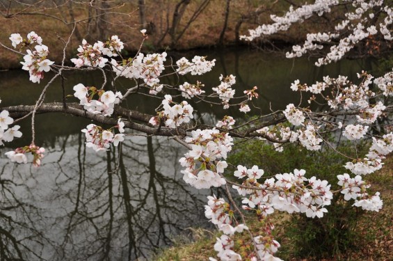 20140402　埼玉県東松山市　森林公園昭和浄苑　桜満開DSC_0584