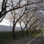 20140401 埼玉県さいたま市桜区 「鴨川堤桜通り公園」の桜と「うらわ秋ヶ瀬霊園」DSC_0319