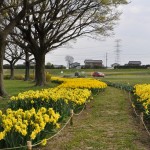 埼玉県比企郡吉見町　吉見総合運動公園　水仙が綺麗DSC_0033