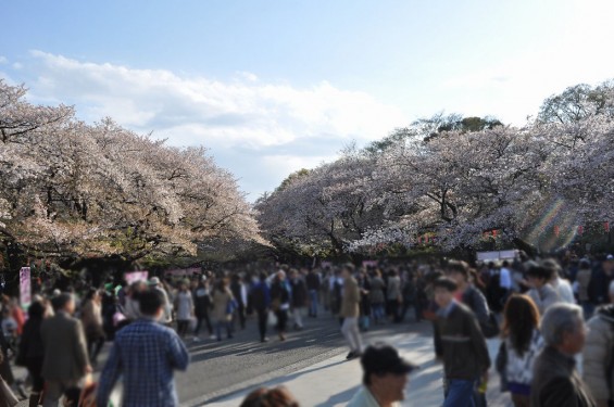 20140405　東京都上野恩師公園　夜桜DSC_0006