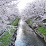 20140404　埼玉県鴻巣市吹上本町　勝龍寺と元荒川の桜満開で吹雪DSC_0501