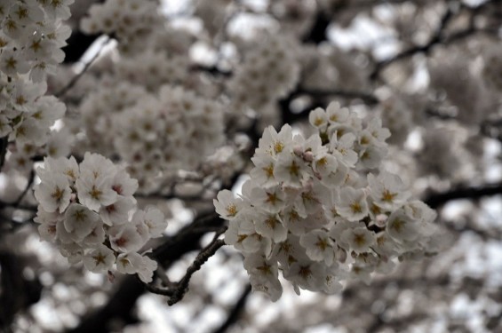 20140331 埼玉県伊奈町小針新宿 西光寺 桜満開 DSC_0138