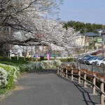 20140401　埼玉県上尾市　丸山公園の桜が満開DSC_0238