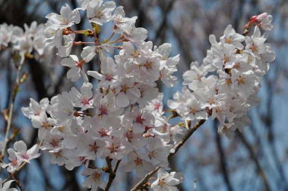 20140401　埼玉県上尾市藤波　上尾靈園の桜が満開DSC_0080