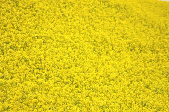 一面の黄色いじゅうたん？菜の花でいっぱいの埼玉県吉見町荒川の土手DSC_0680