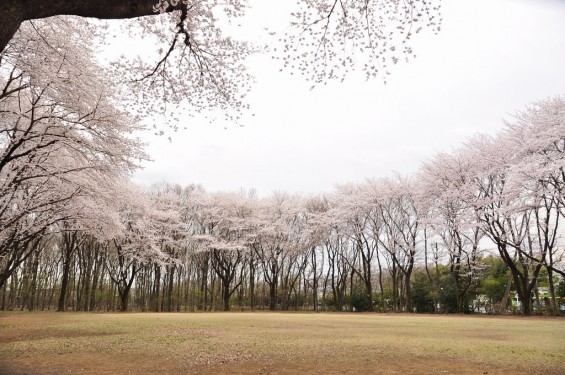 20140402　埼玉県東松山市　岩鼻運動公園の桜DSC_0569