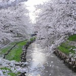 20140404　埼玉県鴻巣市吹上本町　勝龍寺と元荒川の桜満開で吹雪DSC_0505