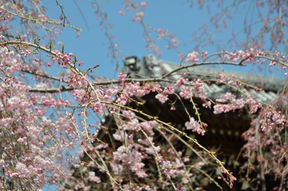 20140401 埼玉県上尾市中分 東栄寺 桜満開ですDSC_0050