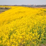 一面の黄色いじゅうたん？菜の花でいっぱいの埼玉県吉見町荒川の土手DSC_0665