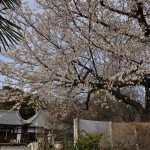 20140331 埼玉県伊奈町羽貫 西蔵院 桜満開DSC_0072