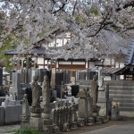 20140331 埼玉県伊奈町小針新宿 西光寺 桜満開 DSC_0124