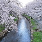 20140404　埼玉県鴻巣市吹上本町　勝龍寺と元荒川の桜満開で吹雪DSC_0531