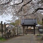 20140331 埼玉県伊奈町小針新宿 西光寺 桜満開 DSC_0128