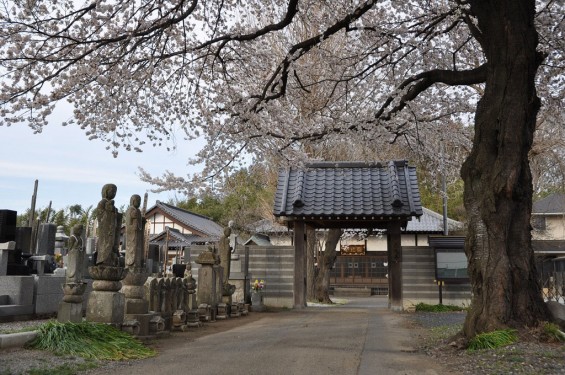 20140331 埼玉県伊奈町小針新宿 西光寺 桜満開 DSC_0128