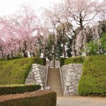 20140402　さいたま市見沼区　さいたま市営霊園の桜が満開　枝垂れ桜DSC_0487