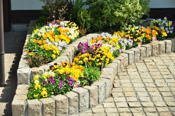 埼玉県鴻巣市　鴻巣霊園の花壇DSC_0147