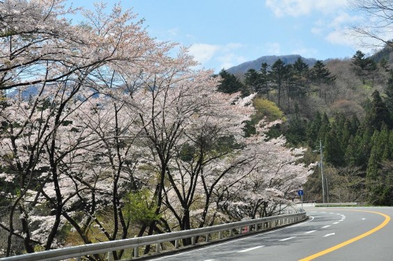 20140424軽井沢DSC_0058碓氷バイパス 桜満開