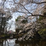 20140401　埼玉県上尾市　丸山公園の桜が満開DSC_0264