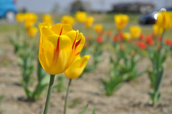 チューリップの花が綺麗でした　埼玉県比企郡吉見町　吉見総合運動公園　黄色に赤い筋DSC_0180