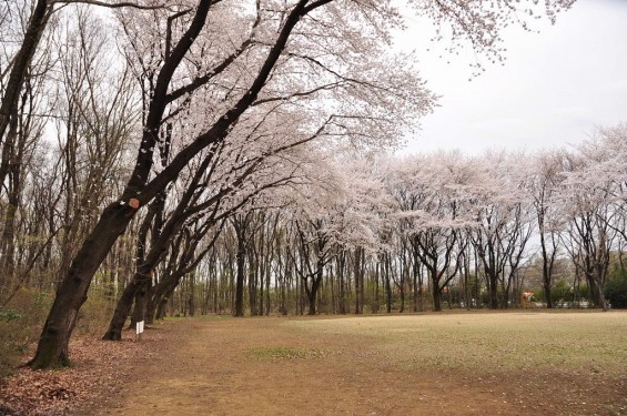 20140402　埼玉県東松山市　岩鼻運動公園の桜DSC_0570