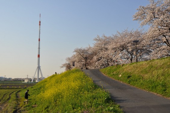 20140401 埼玉県さいたま市桜区 「鴨川堤桜通り公園」の桜と「うらわ秋ヶ瀬霊園」DSC_0336