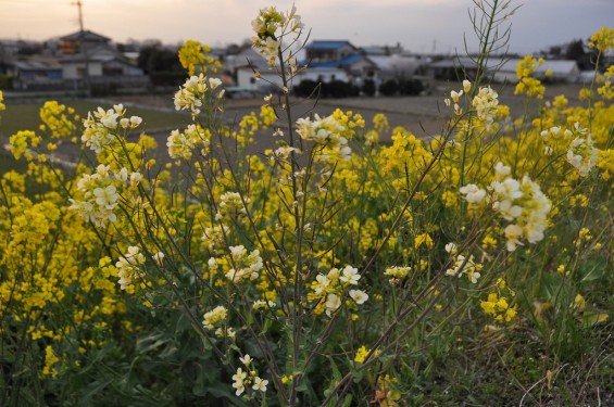 一面の黄色いじゅうたん？菜の花でいっぱいの埼玉県吉見町荒川の土手DSC_0671