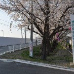 20140401 埼玉県さいたま市桜区 「鴨川堤桜通り公園」の桜と「うらわ秋ヶ瀬霊園」DSC_0317