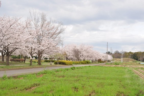 20140404　埼玉県さきたま緑道の桜DSC_0335