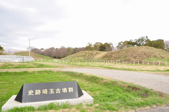 20140404　埼玉県さきたま緑道の桜DSC_0329