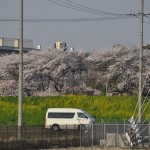 20140401 埼玉県さいたま市桜区 「鴨川堤桜通り公園」の桜と「うらわ秋ヶ瀬霊園」DSC_0334