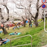 20140402　埼玉県北本市　桜堤（桜土手）の満開の桜DSC_0551